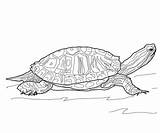 Turtle Slider Red Eared Coloring Supercoloring Pages Turtles Woodburning Pyrography Burning Wood Printable Land Outline Sketch Drawing Ear Terrapin Eastern sketch template