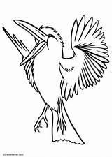 Kookaburra Coloring Pages Drawings 750px 4kb Printable sketch template