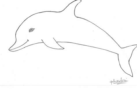 dolphin drawing pictures clipartsco