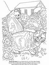 Coloring Cat Kleurplaten Dover Shorthair Doverpublications Dieren Kleurboeken Ideeën Haven sketch template
