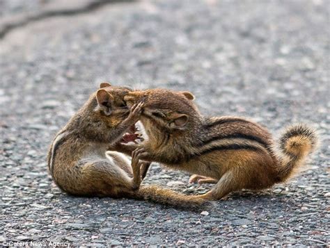 Fighting Chipmunks In Conneticut Are Separated By Sparrows Protecting