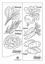 Plants Teachersmag sketch template