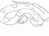 Draw Snake Drawing Python Drawings Easy Simple Mouth Line Clipart Cliparts Snakes Realistic Animals Body Drawn Open Looking Animal Getdrawings sketch template