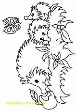 Hedgehog Coloring Pages Hedgehogs Cute Kids Animals Egel Fun Animated Getdrawings Kleurplaat Coloringpages1001 Drawings Results Gifs sketch template