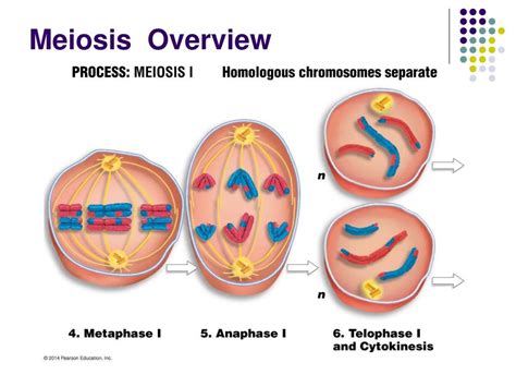 Ppt Meiosis Powerpoint Presentation Free Download Id 377374