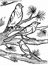 Vogels Vogel Pajaros Birds Oiseaux Uccelli Aves Ausmalbilder Dieren Imagenes Paginas Nest sketch template