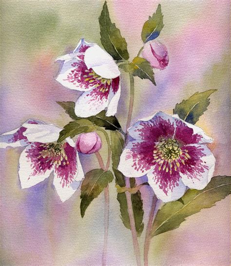 print  home step  step hellebores watercolour painting etsy