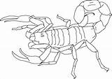 Scorpion Skorpion Escorpiones Kolorowanki Alacranes Scorpio Skorpiony Druku Coloringbay Dzieci Invertebrate Bestcoloringpagesforkids sketch template