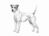 Jack Russell Terrier Pages Coloring Parson Template sketch template