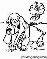 Hound Basset Designlooter Bassett Flower Getdrawings sketch template