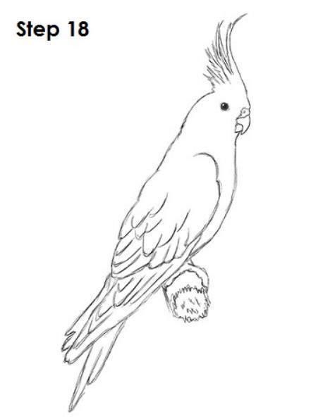 how to draw a cockatiel nature art drawings bird drawings flower