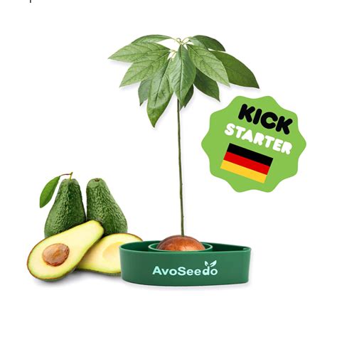 Avoseedo Avocado Tree Growing Kit For 10 Clark Deals