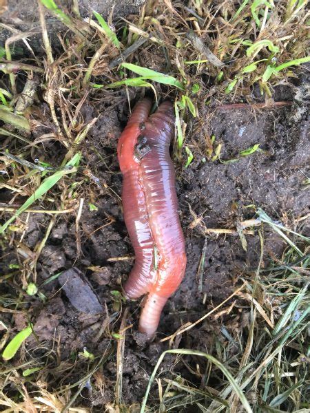 earthworms mating redheaded blackbelt
