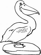 Pelikan Pelican Vogel Pelicans Pelikaan Dieren Kleurplaten Ausmalbild Vogels Malvorlage Ausmalen Bridgeman Peggy Tekenen Bezoeken sketch template