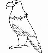 Eagle Coloring Pages Template Baby Eagles Printable Philippine Drawing Bald Cartoon Hawk Flying Tony Templates Kids Color Getdrawings Philadelphia Getcolorings sketch template