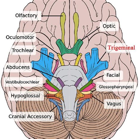 trigeminal nerve reaches   midbrain mesencephalic nucleus