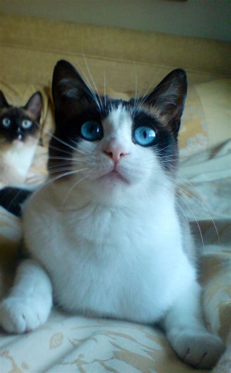 1000 Images About Snowshoe Cat On Pinterest Pictures Of