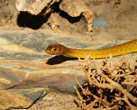 top   poisonous dangerous snakes   world