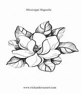 Magnolia Magnolias Coloring4free Clip Digi Yahoo Blossoms Designlooter sketch template