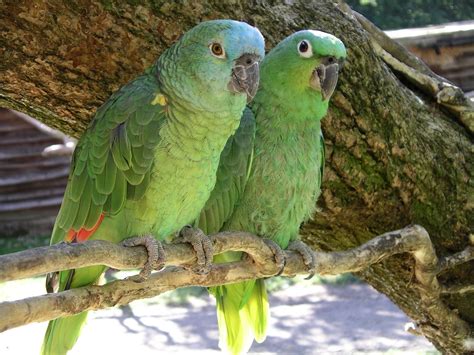amazon parrot  pet birds