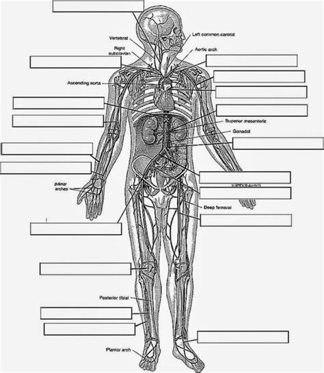 anatomy physiology coloring pages coloring pages