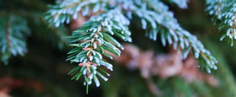 types  coniferous trees commonly grown horticulture