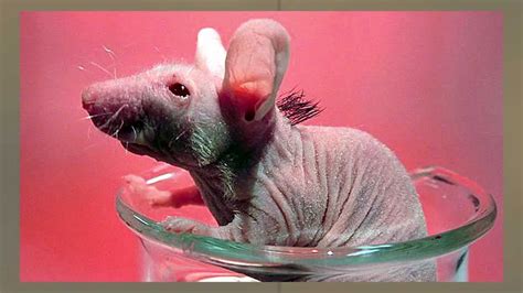 cure for baldness stem cells help grow hair on hairless mice youtube