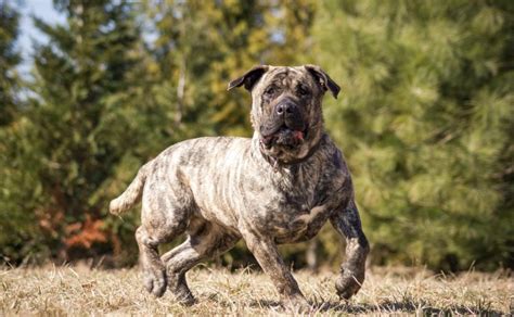 10 Características De Un Perro De Presa Canario De Raza Pura