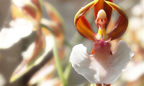 17 Flowers That Look Like Something Totally Else Can You