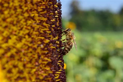 Free Picture Sunflower Bee Pollen Macro Daylight Insect Herb