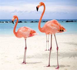 flamingos pink perry ponders