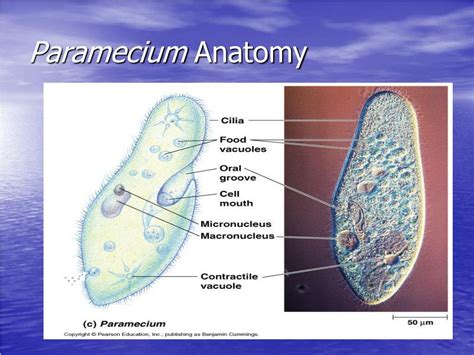 Paramecium Anatomy Anatomy Drawing Diagram