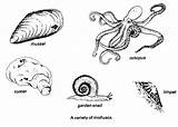 Mussel Mollusks Fossil Gemstone sketch template