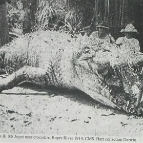 worlds largest crocodile  caught