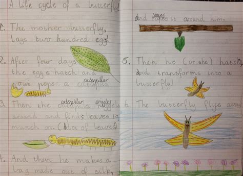 grade  learning blog explanations life cycle   butterfly