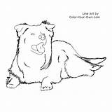 Collie Border Dog Coloring Down Lying Color Drawing Laying Line Pages Own Drawings Dogs Draw Additions sketch template