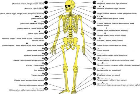 bones   body diagram