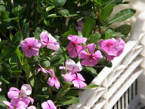 Sadabahar Periwinkle Plant Or Vinca Rosea Health Benefits And Uses