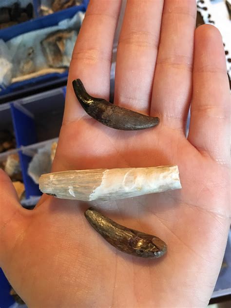 orcadolphin teeth    guys  fossilhunting