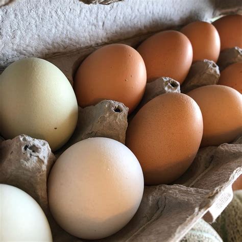 farm fresh eggs growing organic