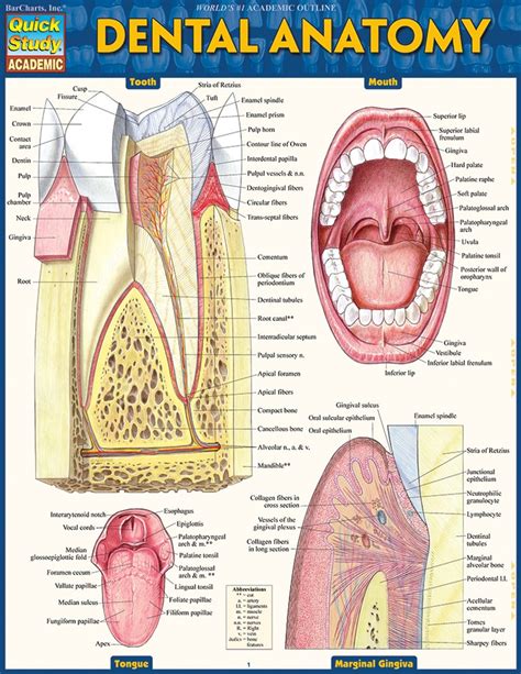 dental charts  posters