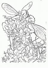 Colorare Hadas Paio Blumen Sheets Dacolorare Ausmalbilder Fata Fees Disegno Hada Ausmalbild Coloringhome sketch template