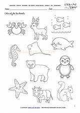 Animals Sea Worksheet Color Activity Sheet Activities Clipart Worksheets English Coloring Word Pre Groups Today Click Junior Pages Webstockreview Found sketch template