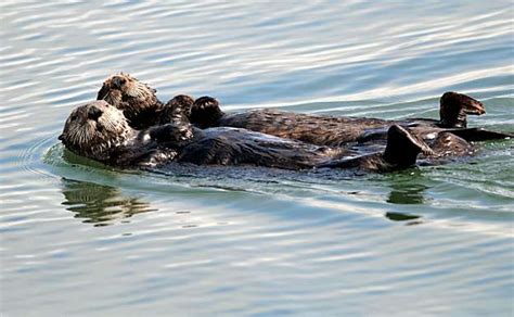 Monterey Sea Otters Killed By Toxic Algae