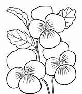 Coloring Blossom Apricot Drawings 272px 03kb sketch template
