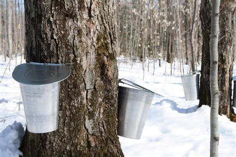 surprising benefits  maple syrup recipes dr axe