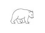 Coloring Kermode Bear Pages Animal sketch template