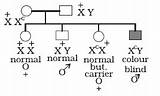 Pedigree Inheritance Carrier sketch template