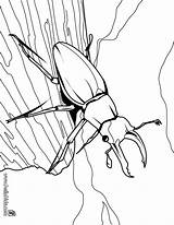 Coloring Pages Beetle Insect Stag Printable Designlooter Cartoon 96kb sketch template