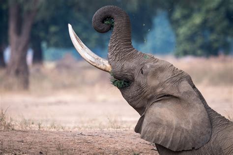 hintergrundbilder elefant babytiere saeugetiere